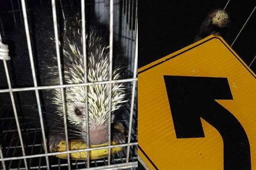 Video: ¿Pero qué hacía ese animalito lleno de púas ahí, sobre un letrero a un lado de la carretera?